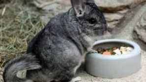Од хранење chinchilla: тоа е можно дека е невозможно, храна по породувањето и хранење деца